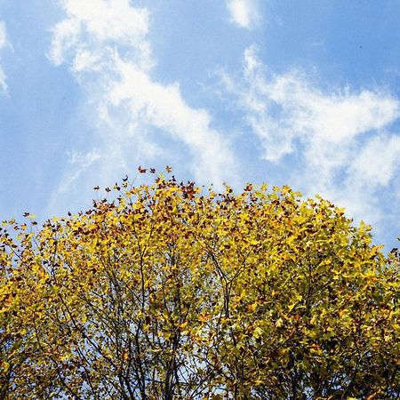 Cabana Mimosa مونتي فيردي المظهر الخارجي الصورة